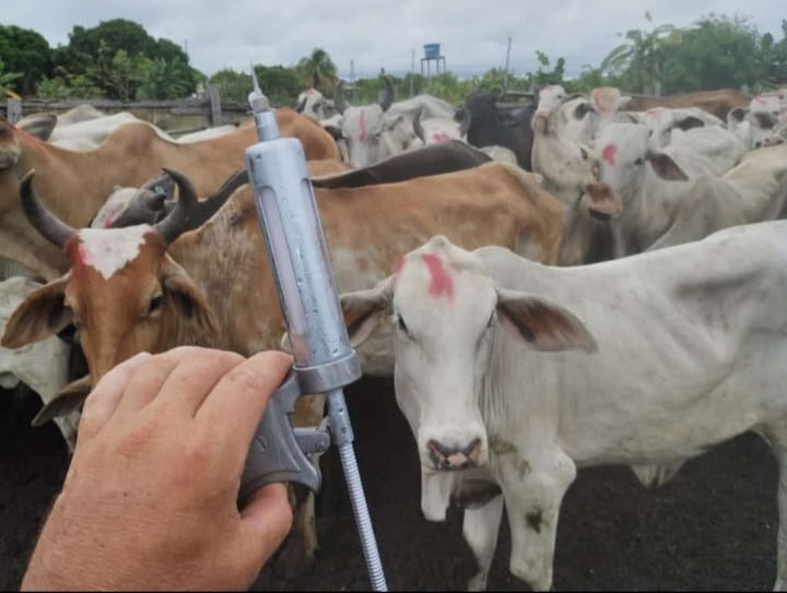 Seca em Roraima faz abertura da campanha contra febre aftosa ser adiada