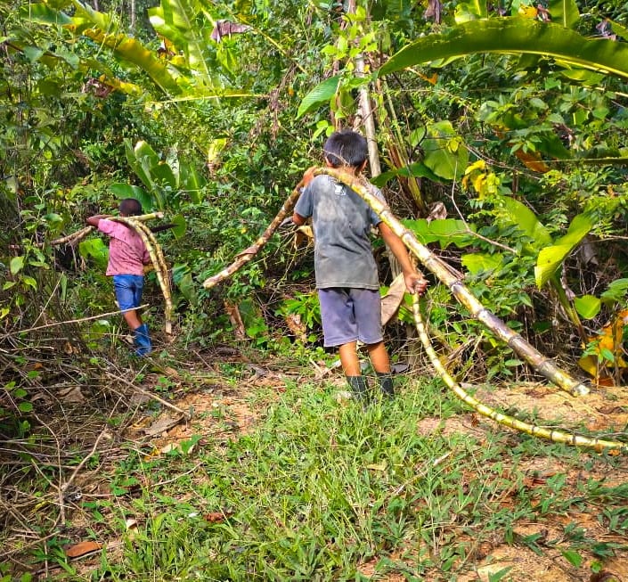 Indígenas colhendo cana de açucar - Foto: CIR/Arquivo