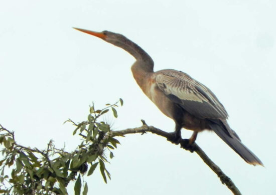 Ave da espécie biguatinga, foi identificada com o pano no dia 4 de setembro (imagem ilustrativa) - Foto: Divulgação/Site Passarinhando