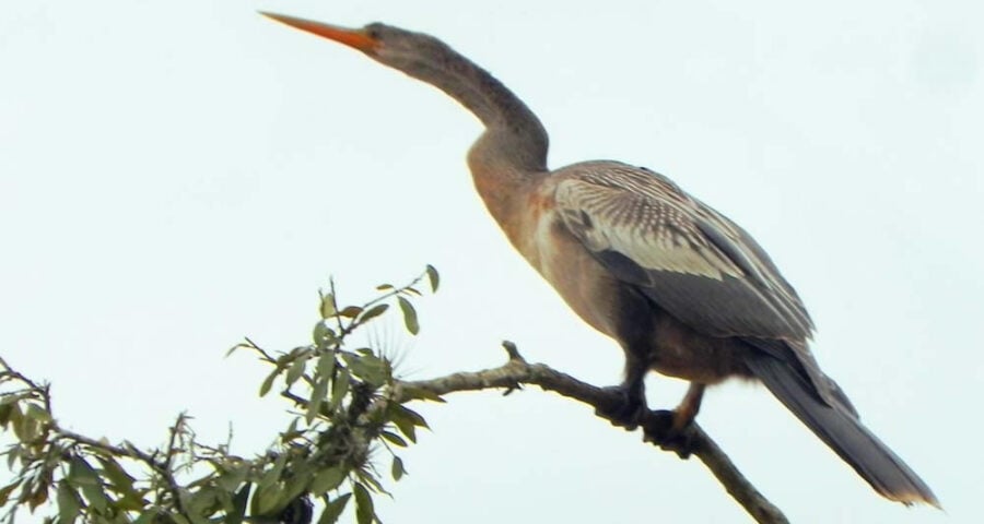 Ave da espécie biguatinga, foi identificada com o pano no dia 4 de setembro (imagem ilustrativa) - Foto: Divulgação/Site Passarinhando