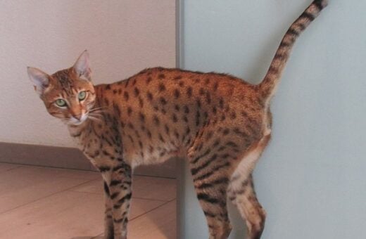 gato-onca-valor-caracteristicas-foto-wikimedia-sokrates-399