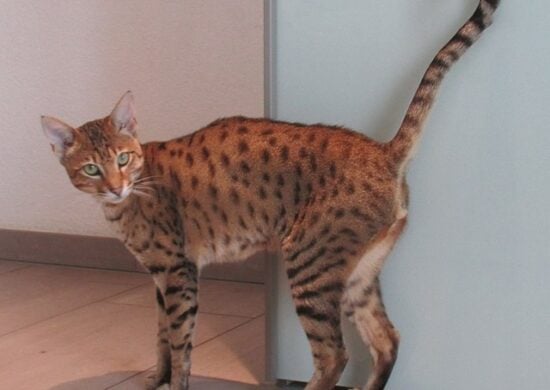 gato-onca-valor-caracteristicas-foto-wikimedia-sokrates-399