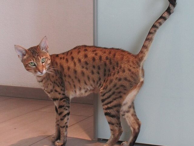 gato-onca-valor-caracteristicas-foto-wikimedia-sokrates-399