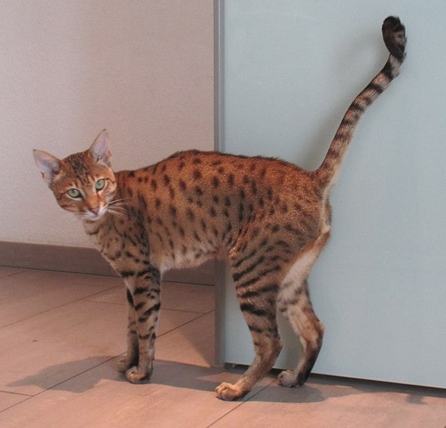 gato-onca-valor-caracteristicas-foto-wikimedia-sokrates-399