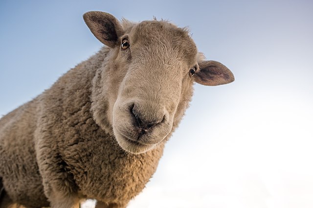 ovelhas-maconha-plantacao-grecia-300kg-wikimedia-rudy-e-peter-skitterians