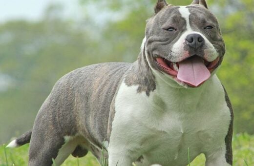 raca-american-bully-xl-reino-unido-proibido-foto-wikimedia-rock-city-kennels