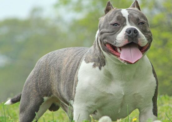 raca-american-bully-xl-reino-unido-proibido-foto-wikimedia-rock-city-kennels