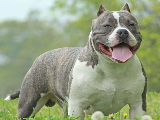 raca-american-bully-xl-reino-unido-proibido-foto-wikimedia-rock-city-kennels