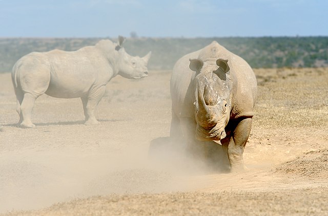 Rinoceronte pesa em torno de uma tonelada - Foto: Wikimedia/Bryrdyak