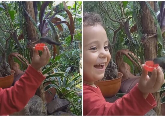 video-beija-flor-agua-crianca-foto-reproducao-instagram-mainumbybirdinglodge