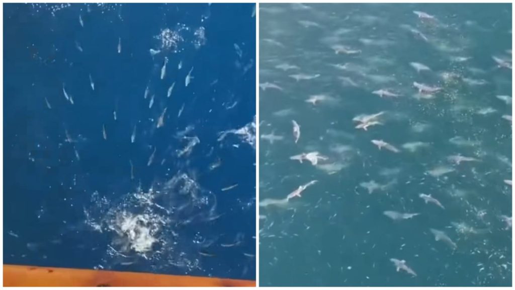 Tubarões foram atraídos após ocupantes de plataforma alimentarem peixes pequenos - Foto: Reprodução/TikTok/@x.marcosnavigator