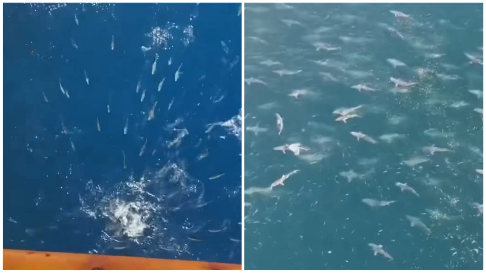Tubarões foram atraídos após ocupantes de plataforma alimentarem peixes pequenos - Foto: Reprodução/TikTok/@x.marcosnavigator