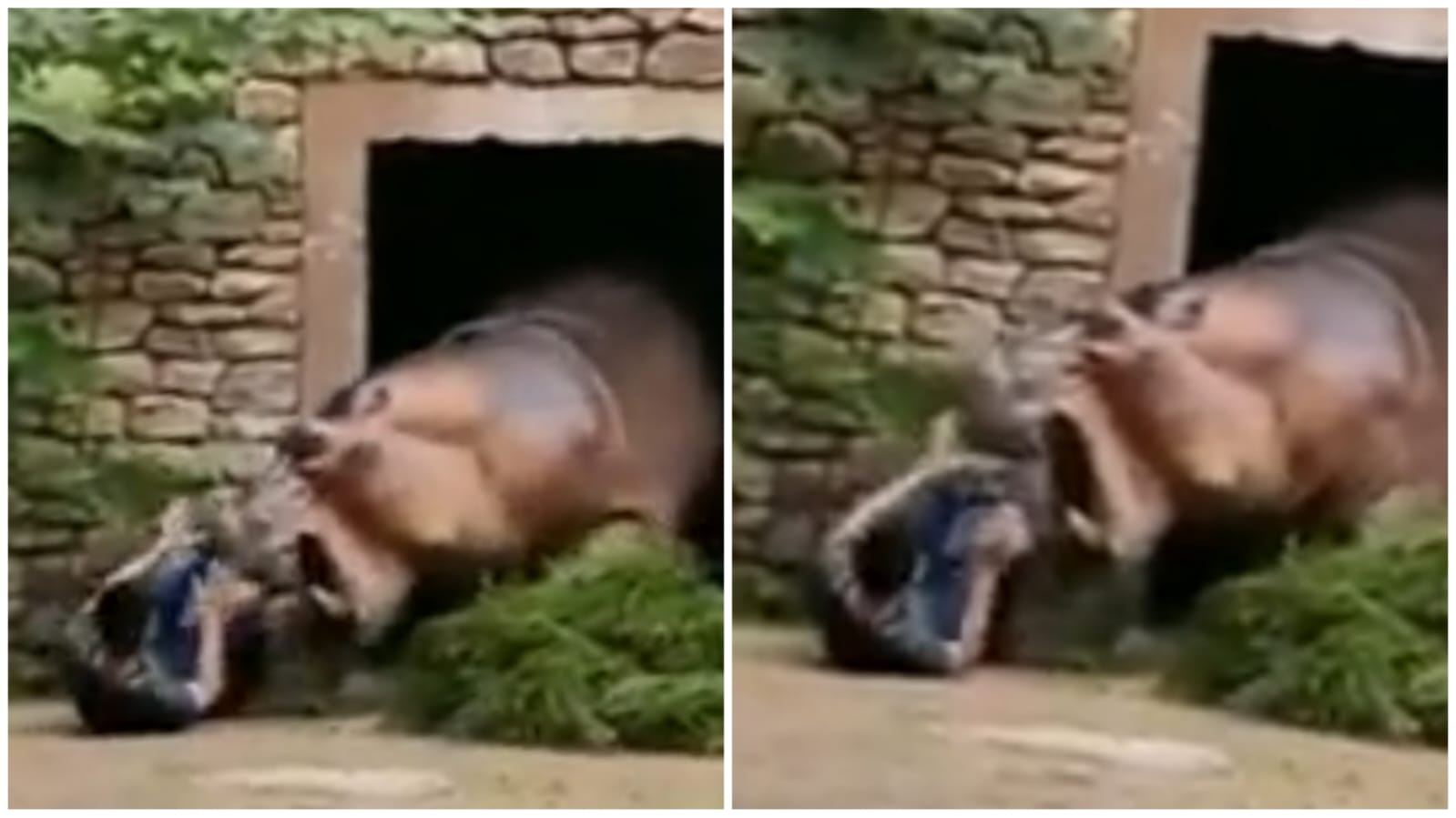 video-hipopotamo-ataca-funcionario-zoo-china-foto-reproducao-x-insane-realitys