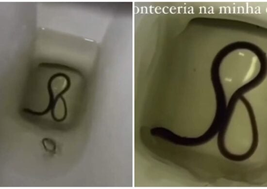 Cobra foi encontrada em vaso sanitário - Foto: Reprodução/Redes Sociais