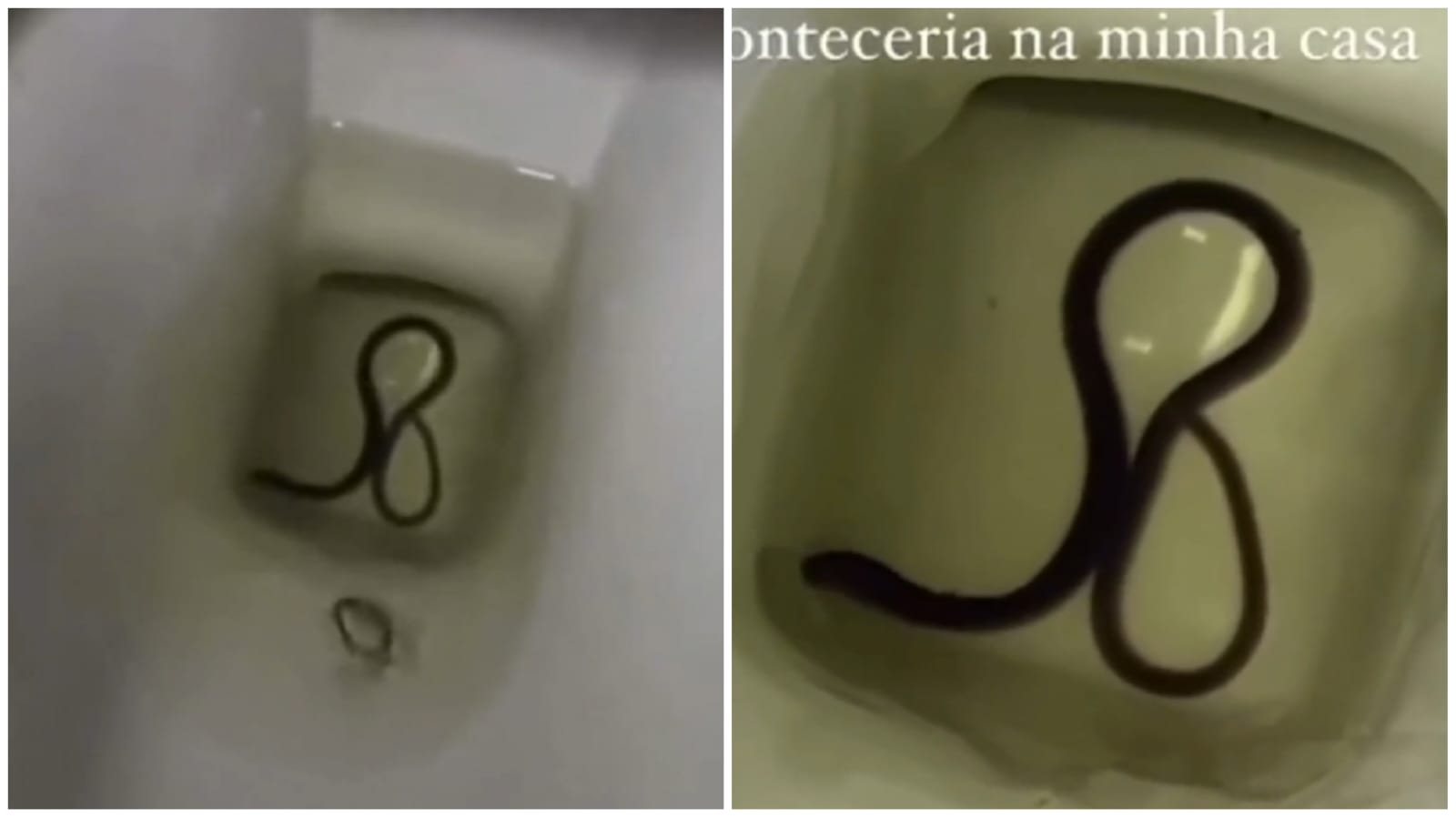 Cobra foi encontrada em vaso sanitário - Foto: Reprodução/Redes Sociais