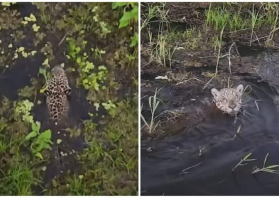 Onça foi flagrada em rio do Pantanal - Foto: Reprodução/Instagram/@rian.oliveira25