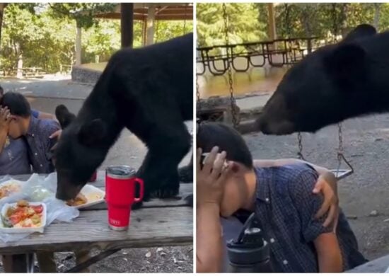 Urso foi atraído pelo cheiro das comidas do piquenique - Foto: Reprodução/Redes Sociais