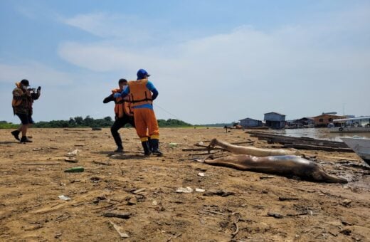 Carcaças de dois botos são encontradas no Lago Tefé, no AM