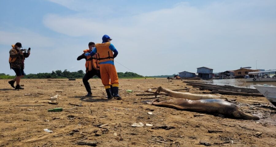 Carcaças de dois botos são encontradas no Lago Tefé, no AM