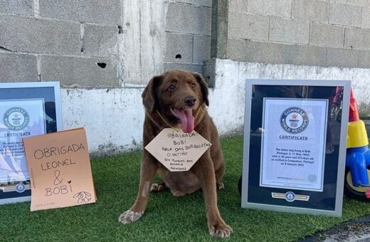 Bobi é certificado como cão mais velho do mundo - Foto: Reprodução/Instagram @bobiportugal