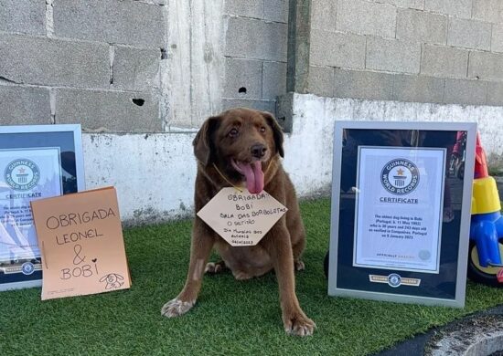 Bobi é certificado como cão mais velho do mundo - Foto: Reprodução/Instagram @bobiportugal