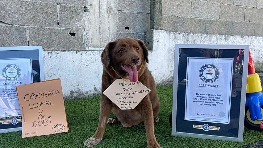 Bobi é certificado como cão mais velho do mundo - Foto: Reprodução/Instagram @bobiportugal