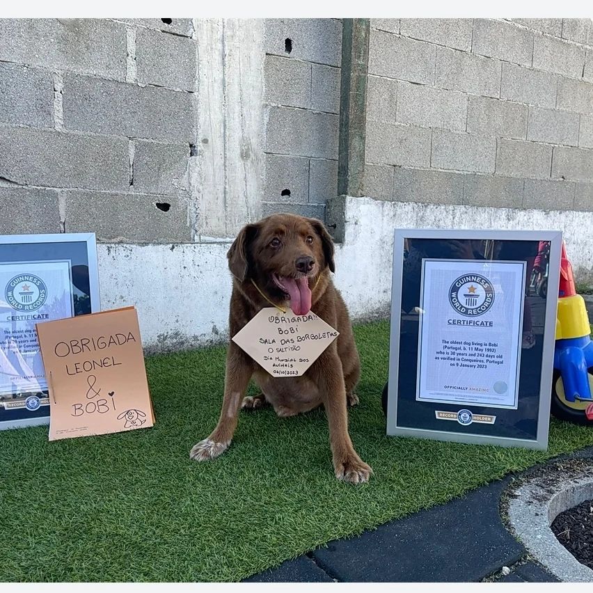Bobi é certificado como cão mais velho do mundo - Foto: Reprodução/Instagram @bobiportugal