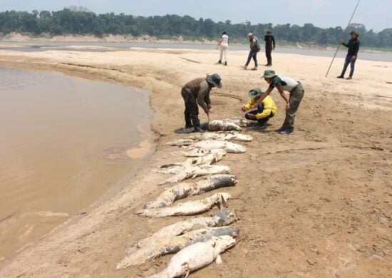 Pirarucus morreram em lagos com até 30 centímetros de águas - Foto: Divulgação/Defesa Civil Tapauá