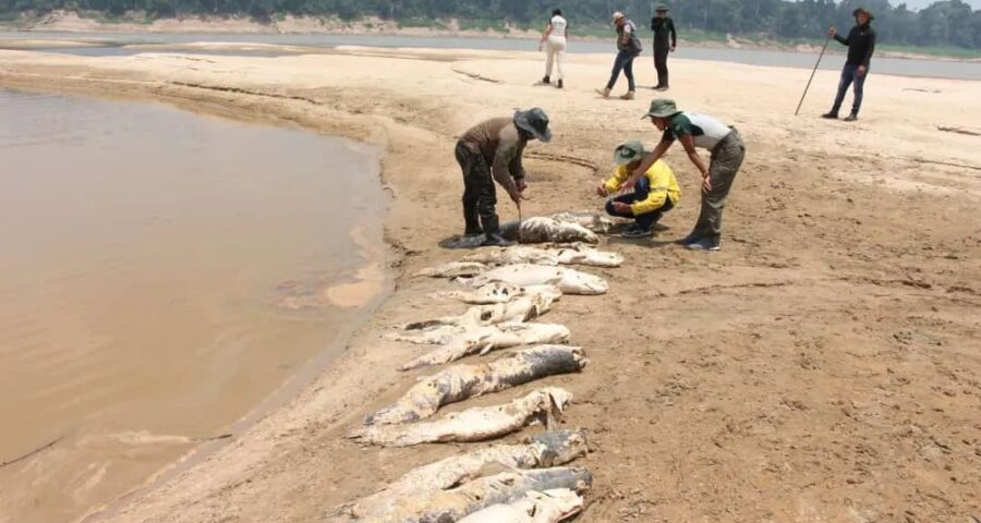 Pirarucus morreram em lagos com até 30 centímetros de águas - Foto: Divulgação/Defesa Civil Tapauá