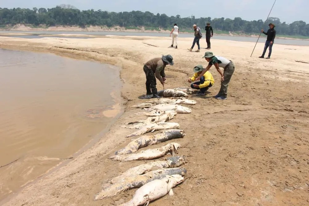 Pirarucus morreram em lagos com até 30 centímetros de águas - Foto: Divulgação/Defesa Civil Tapauá