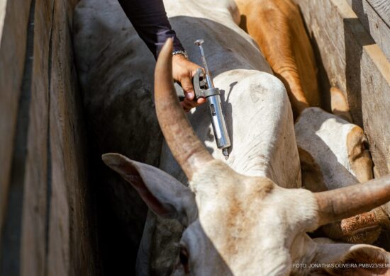 Comunidades Indígenas de Boa Vista recebem a segunda etapa da Campanha de vacinação contra a Febre Aftosa - Foto: PMBV/Arquivo