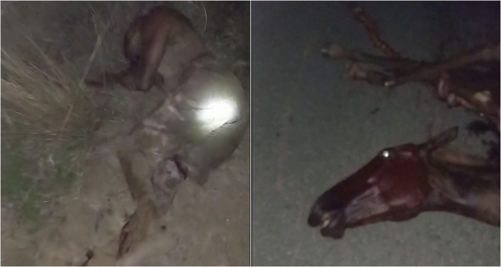 Homem morre ao bater carro em dois cavalos na BR 174 em Roraima