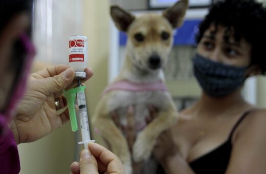 Vacinação Antirrábica Animal em Manaus - Foto:Altemar Alcântara/Semcom