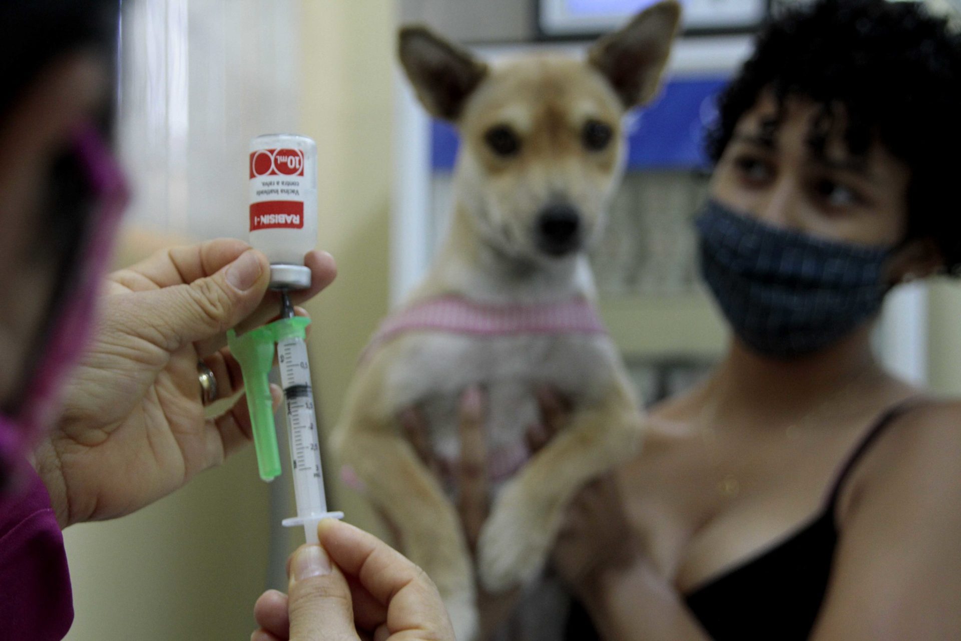 Vacinação Antirrábica Animal em Manaus - Foto:Altemar Alcântara/Semcom