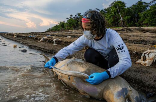 As atividades neste momento são concentradas no resgate e reabilitação dos botos vivos, recolhimento e necropsia das carcaças - Foto: Miguel Monteiro/ Instituto Mamirauá