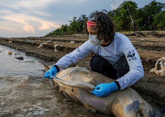 As atividades neste momento são concentradas no resgate e reabilitação dos botos vivos, recolhimento e necropsia das carcaças - Foto: Miguel Monteiro/ Instituto Mamirauá