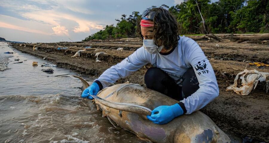 As atividades neste momento são concentradas no resgate e reabilitação dos botos vivos, recolhimento e necropsia das carcaças - Foto: Miguel Monteiro/ Instituto Mamirauá