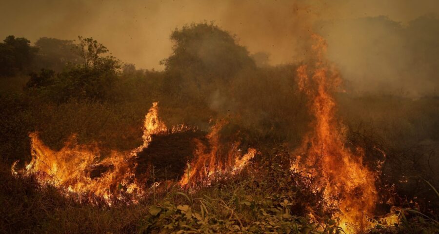 Incêndios atingiu o Parque Estadual Encontro das Águas, que detém a maior concentração de onças-pintadas do mundo - Foto: Reprodução/twitter@BiodiversidadeB