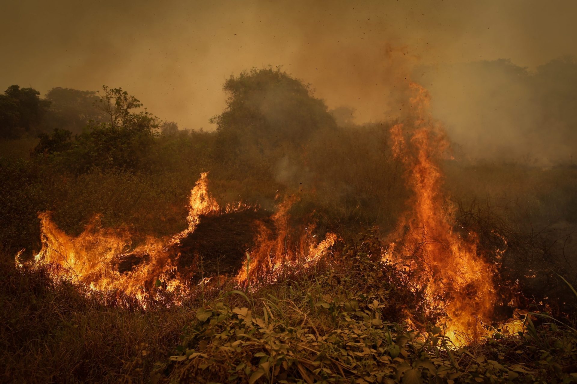 Incêndios atingiu o Parque Estadual Encontro das Águas, que detém a maior concentração de onças-pintadas do mundo - Foto: Reprodução/twitter@BiodiversidadeB