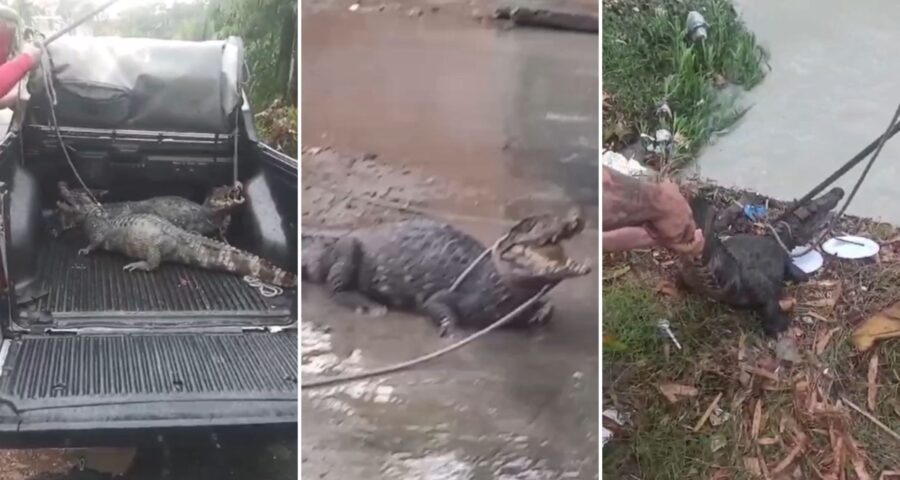 Jacarés foram resgatados e devolvidos ao seu habitat natural - Foto: Reprodução/Whatsapp