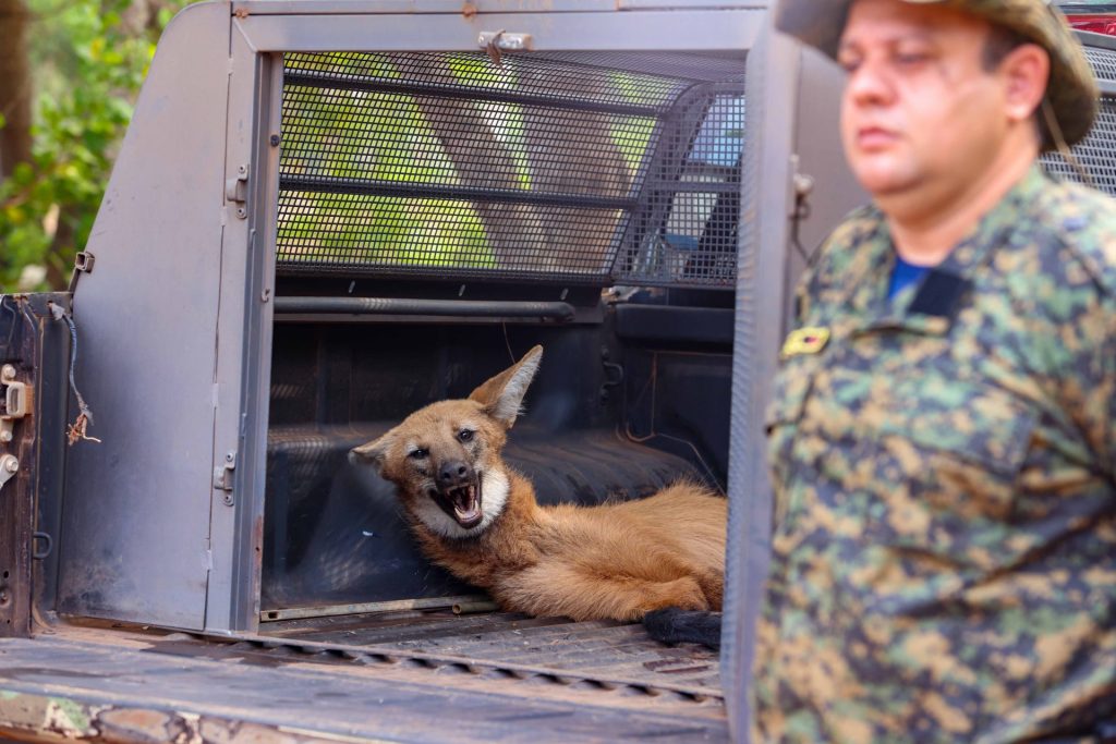 Loba-guará é resgatada após atropelamento em Palmas no TO