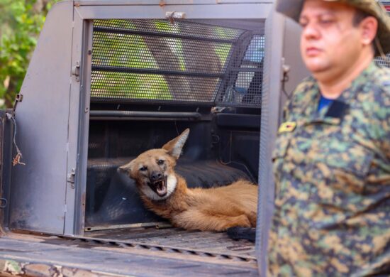 Loba-guará é resgatada após atropelamento em Palmas no TO