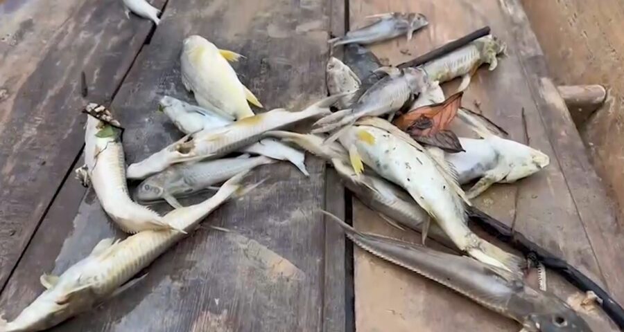 Após morte misteriosa de peixes, rio passa por avaliação de qualidade no AC