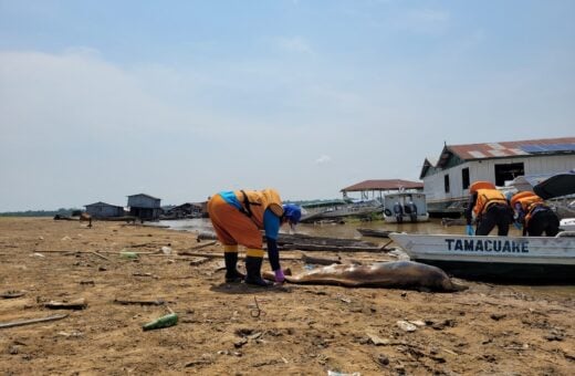 Por que mais de cem botos morreram em água a 40ºC no Amazonas