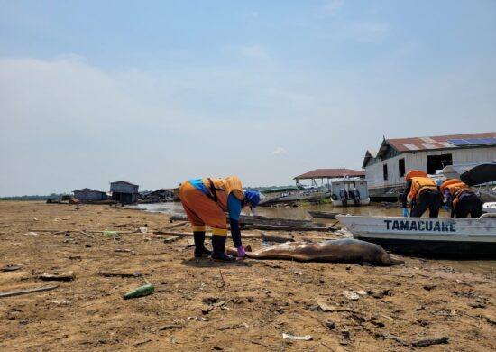 Por que mais de cem botos morreram em água a 40ºC no Amazonas