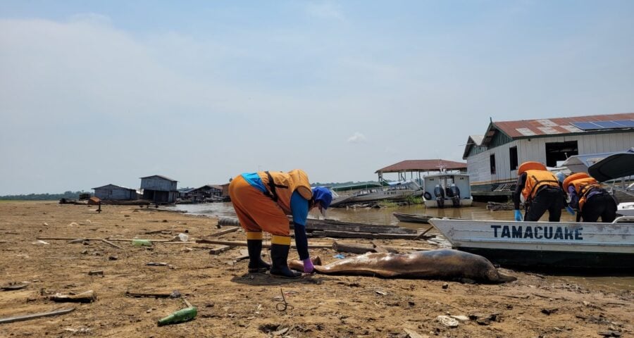 Por que mais de cem botos morreram em água a 40ºC no Amazonas