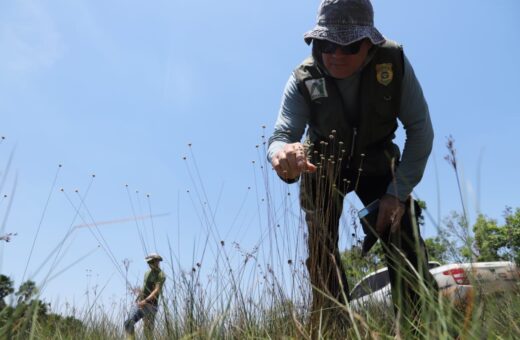 TO Naturatins finaliza fiscalização para coleta do capim-dourado