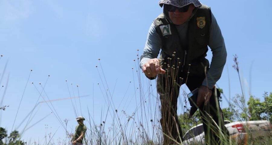 TO Naturatins finaliza fiscalização para coleta do capim-dourado