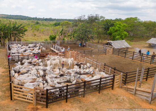 Febre aftosa: 4 áreas recebem campanha nessa quarta-feira, 18, em Boa Vista