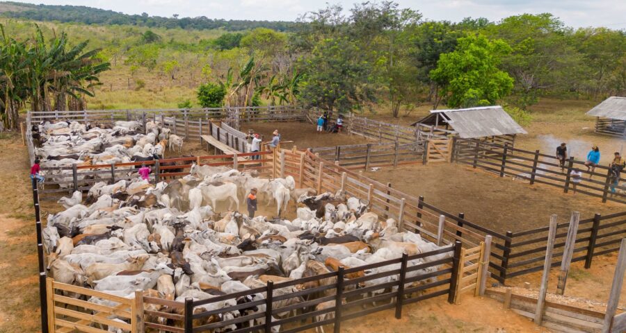 Febre aftosa: 4 áreas recebem campanha nessa quarta-feira, 18, em Boa Vista